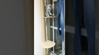 初めての猫タワー、どうやって降りる？ | ま、えっか・・・ですむ毎日 - 楽天ブログ