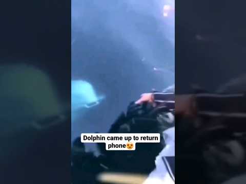 Video: Apmąstykite Delfinų šou - nepirkite bilieto
