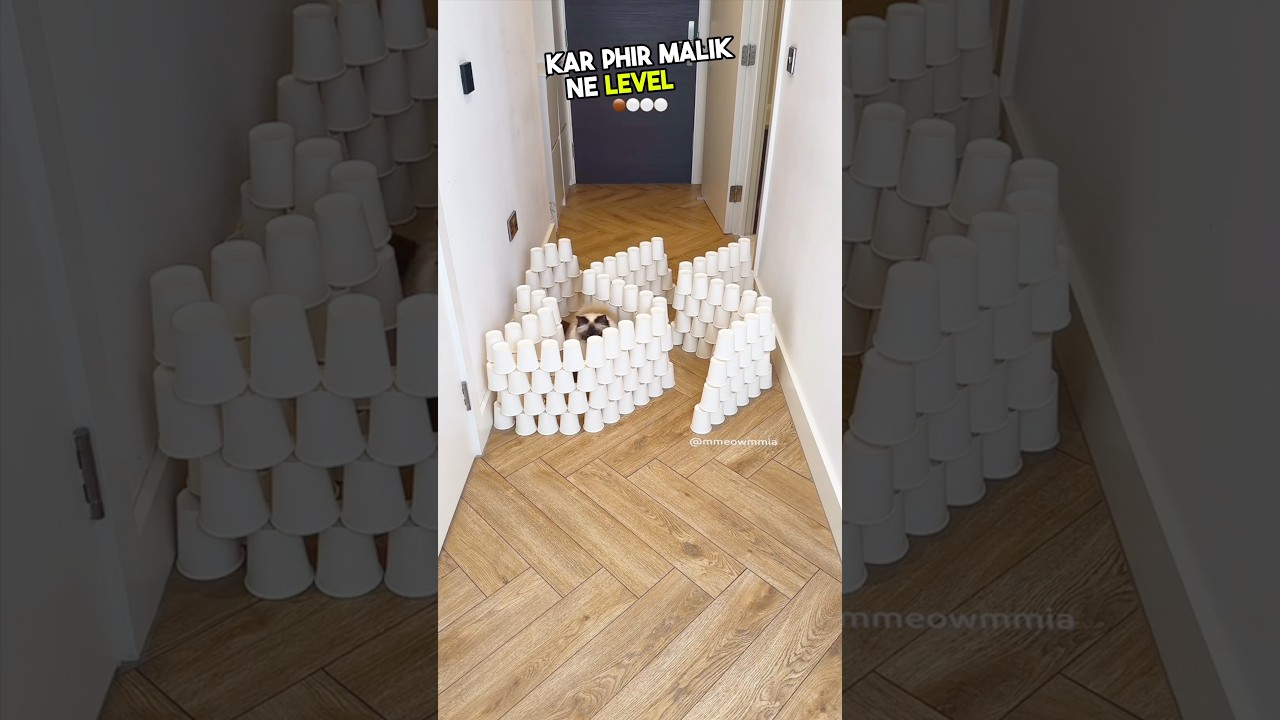 The owner gave a unique challenge to the dog