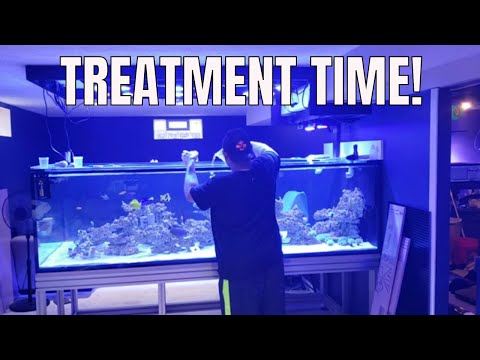 Comment utiliser FURANNES 2 sur zoanthid corail
