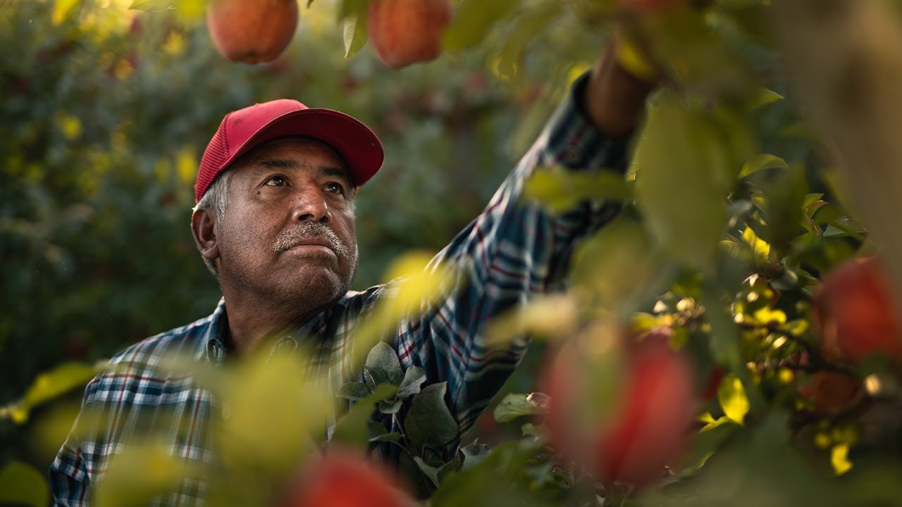 Washington State Apple Harvest YouTube