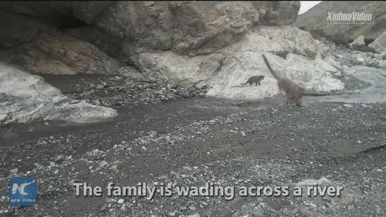 Snow leopard family spotted in NW China nature reserve