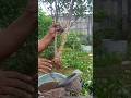 Proses agar batang cepat besar #bonsai #kimeng #bonsaitree #ficusplant #diy