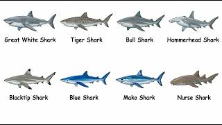 Every Shark Explained (and How to Catch Them)