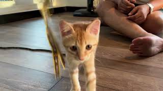 Cat Sleep Music: Soothing Sounds to Help Your Cat Relax