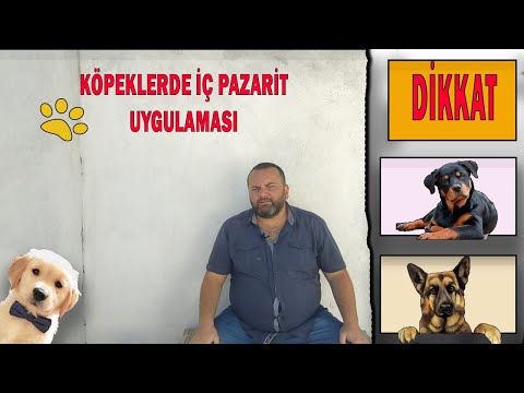 Video: Köpeklerde Parazit Enfeksiyonu (Neosporoz)