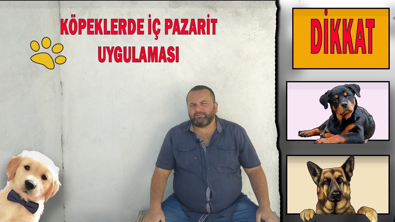 Hayvan Hastaliklari Kopeklerde Ic Parazit Tedavisi Oac Tv Youtube