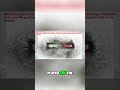Magnetic Field: See the Force of Attraction! #shorts