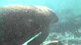 Swim with Manatees in Crystal River Florida