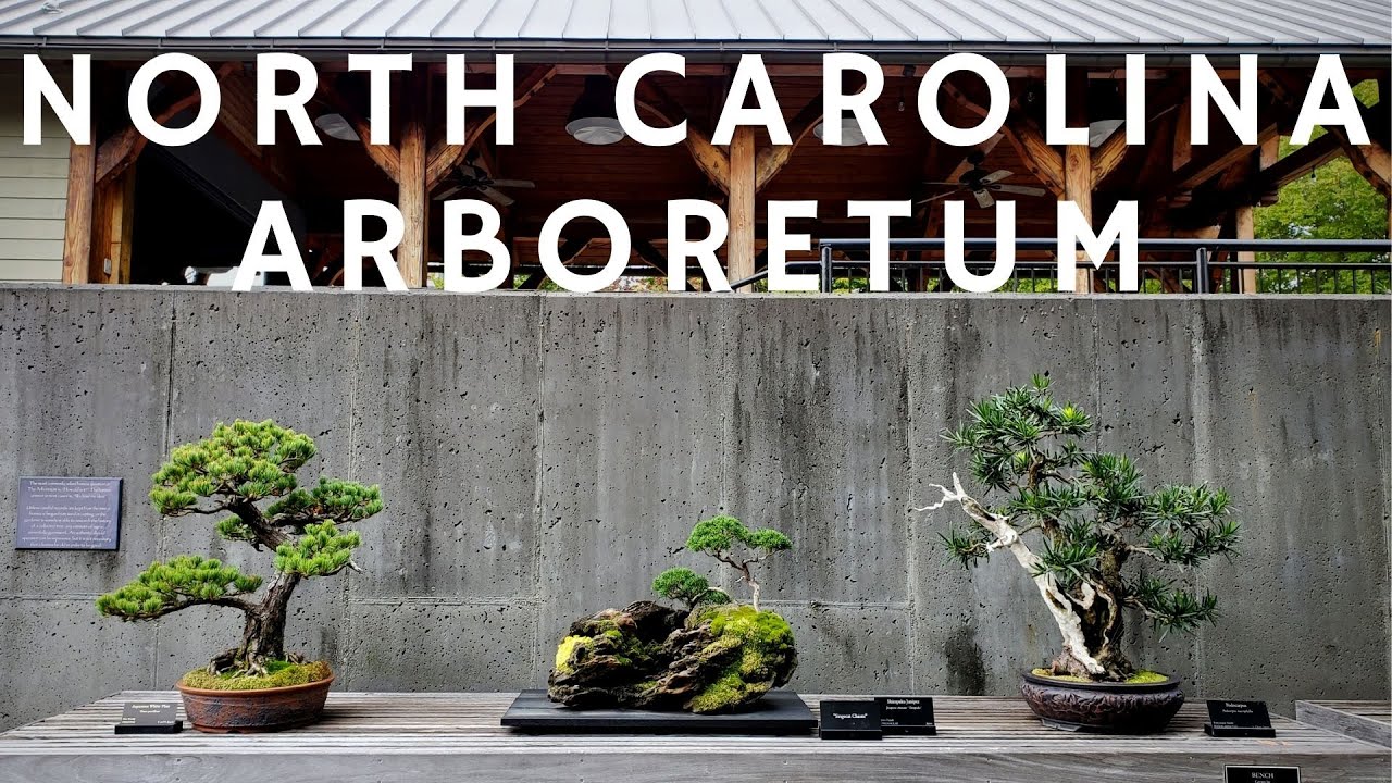 The North Carolina Arboretum Bonsai Exhibition YouTube