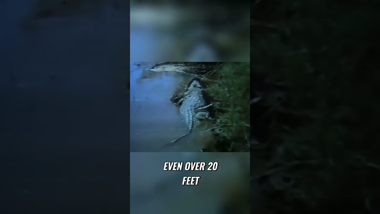 Gustave: Debunking Claims of the Largest Nile Crocodile 