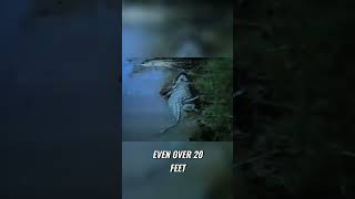 Gustave Debunking Claims Of The Largest Nile Crocodile