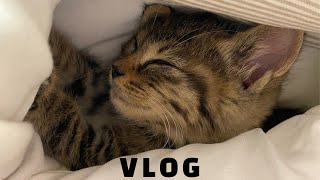Eng) CAT VLOG 1 | Pick up a cat on the street 🐱💜