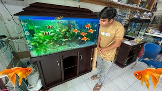 Samad Ko Fish Aquarium Surprise Me Dia