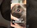 とれてスッキリ…！目の上のできものが綺麗になりました！【犬のマイボーム腺腫】#dog #犬 #動物病院 #shorts