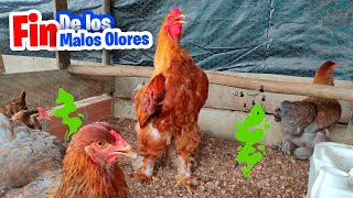 Fin A Los Malos Olores En El Gallinero Haz Esto Ahora
