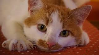 How To Prevent Cat Scratching screenshot 5