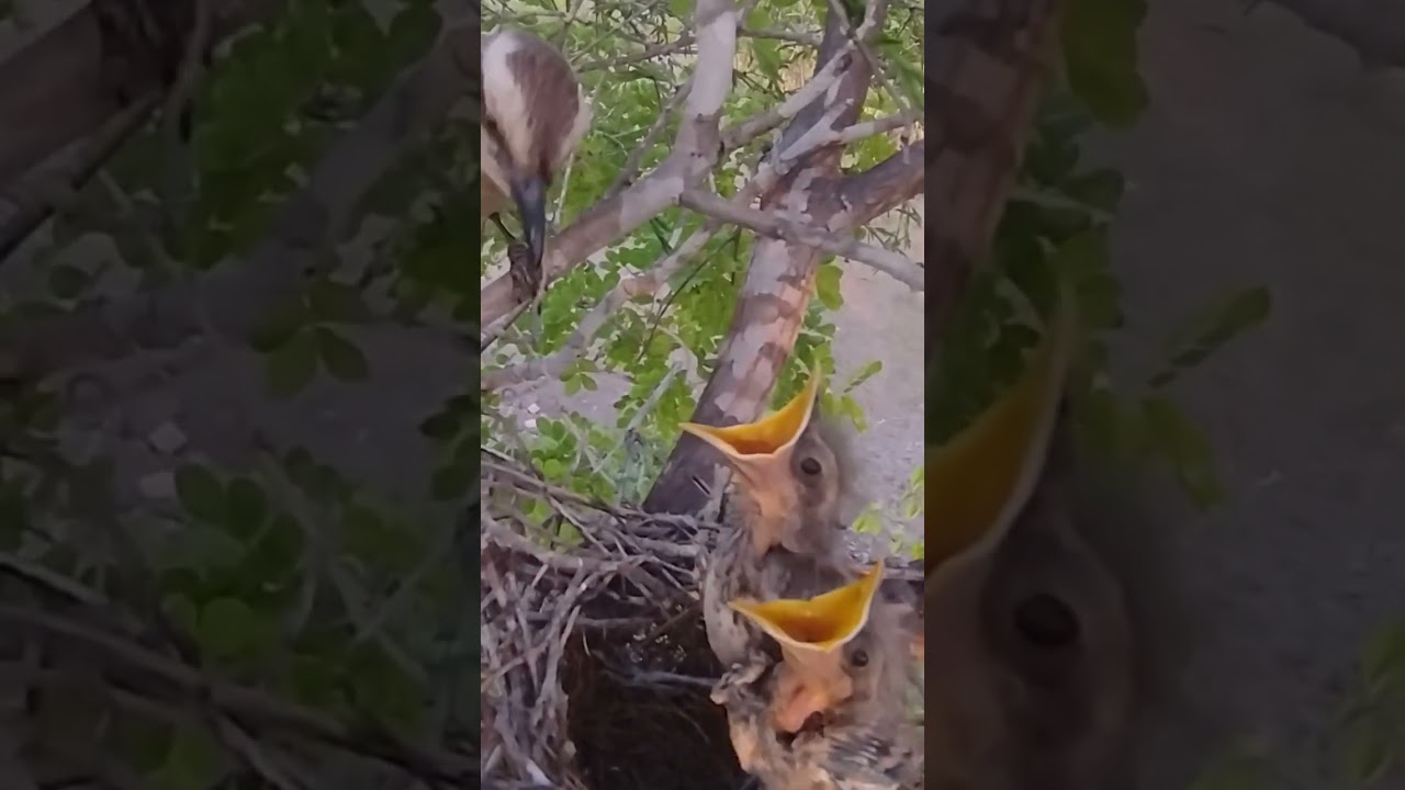 PAPA SEBO ALIMENTANDO SEUS FILHOTES. 