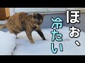 雪が降ろうとベランダに出たい猫の望みを叶えてあげたら...