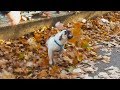 Dogs Playing in Fall Leaves