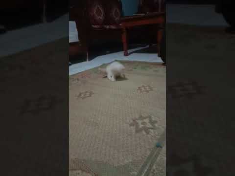 Kucing Persia - YouTube