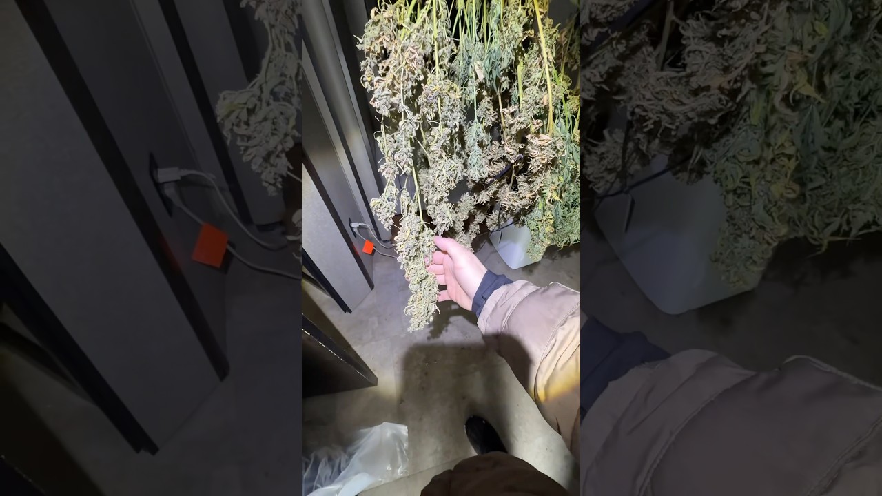 Собрал урожай! Авто-фем😎 