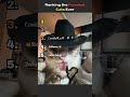 Ranking The Funniest Cats Ever