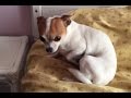 Guilty Chihuahua