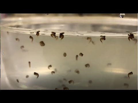 Video: ¿Los renacuajos comen larvas de mosquito?