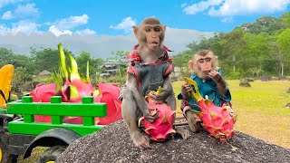 Little monkey Bim Bim's family went fishing for dragon fruit and enjoyed it outdoors by Baby Monkey Animal 8,158 views 1 day ago 4 minutes, 43 seconds