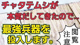 【閲覧注意】ついにチャタテムシが本気だしてきたので…こちらも最強兵器を投入します。　[2145]