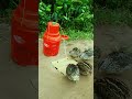 Unique innovative quail trap using old paper - quail trap #shorts