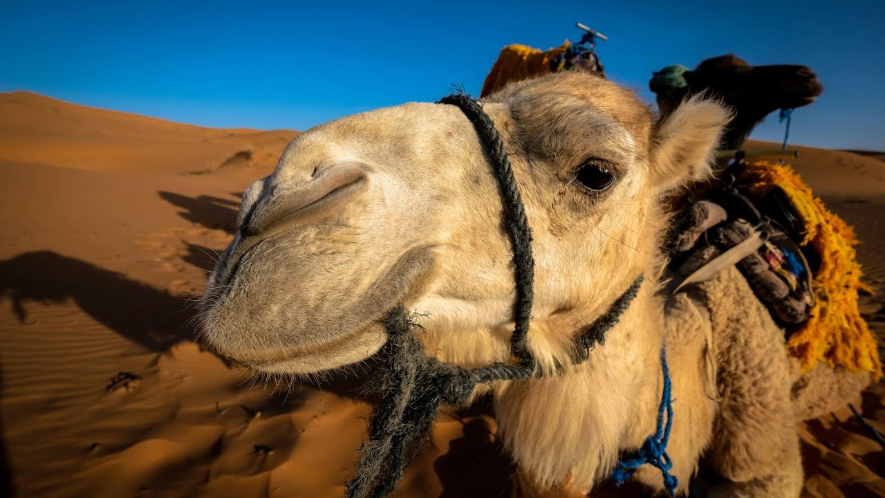 Amazing Facts About Camels: Nature’s Desert Wonders:Camel Unknown facts: WanderWildlife