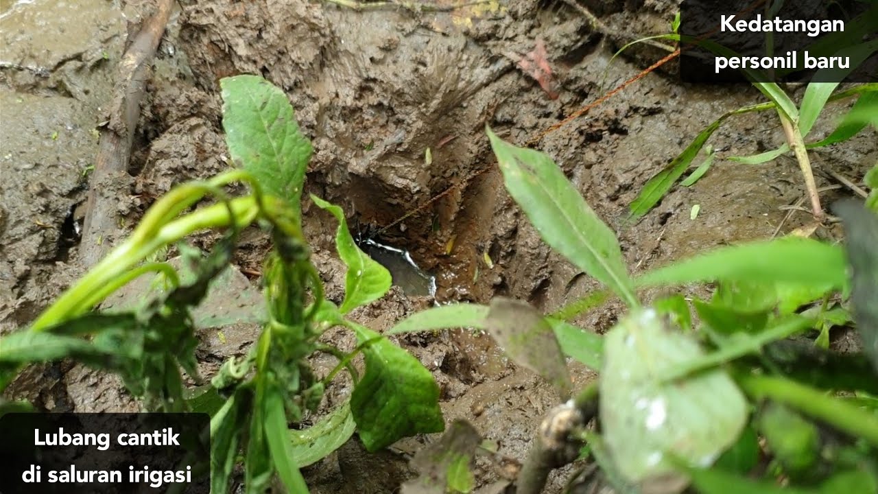 Mancing belut paling lucu, tahan ketawa kalau mampu