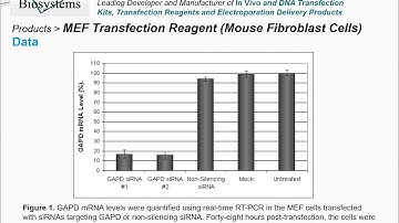 Altogen Biosystems MEF Transfection Reagent