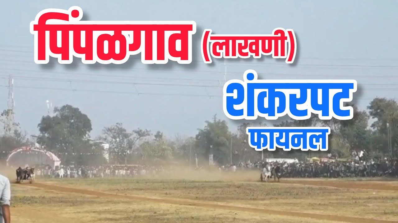 पिंपळगाव (लाखणी) शंकरपट फायनल .. #bailgadasharyat 