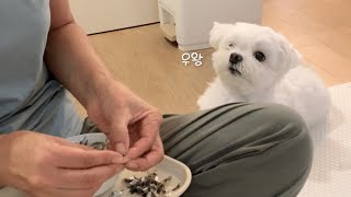 Mommy is peeling anchovies, and the puppy finds it cool