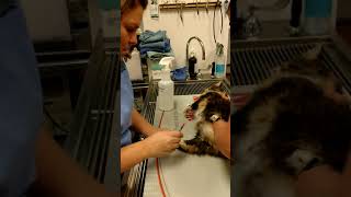 Feline medial saphenous blood draw