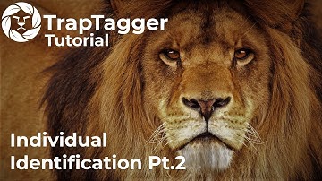 TrapTagger: Individual Identification Workflow Part 2