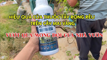 🔥 Hiệu Quả Thuốc Tẩy Rong Rêu Cho Mai Vàng | Nhà Vườn Khen Vượt Mong Đợi 🌿✨