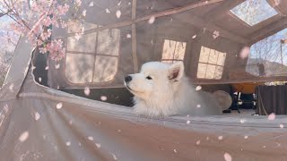 Our Fluffy Rooster Wakes Up the Entire Campsite