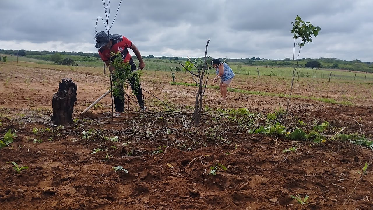 CHUVA NO SERTÃO PERNAMBUCANO DEIXA O CENÁRIO DIFERENTE NA REGIÃO DO NORDESTE BRASILEIRO 
