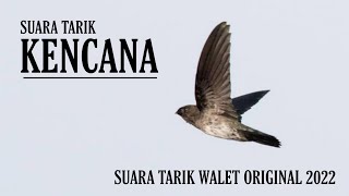 SUARA TARIK KENCANA || ORIGINAL BUMI WALET SULAWESI