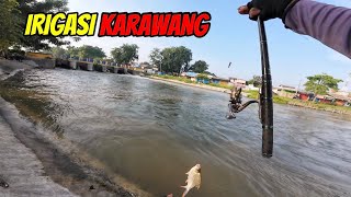 Fishing for red fin tawes fish in Karawang irrigation #fishing #mancingmantap