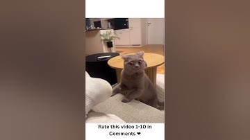 Funny Cat smelling socks