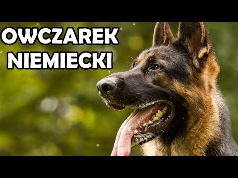 Wideo: Owczarek Niemiecki Rottweiler - Zdjęcia, Charakterystyka I Fakty