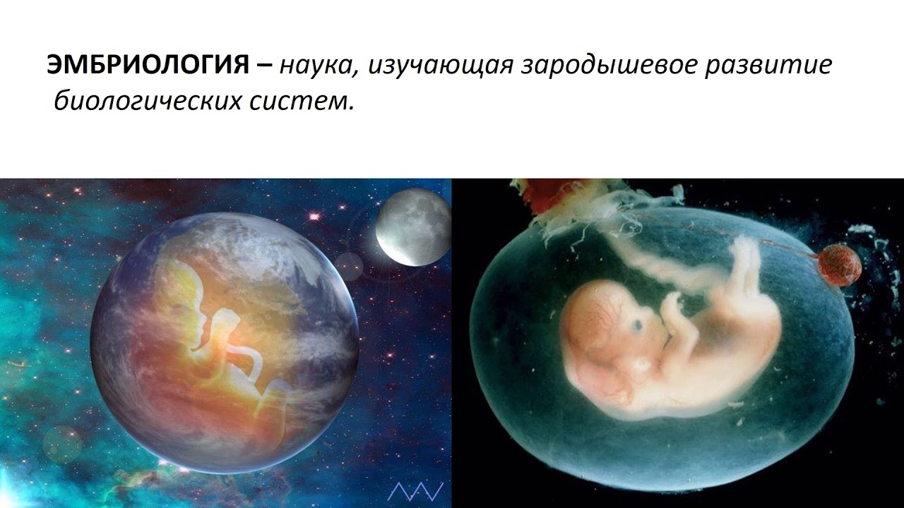 Кто считается основателем эмбриологии. Эмбриология. Эмбриология это наука. Что изучает эмбриология. Экспериментальная эмбриология.