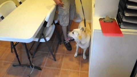 Bedbug Detection - Pro Train Dogs