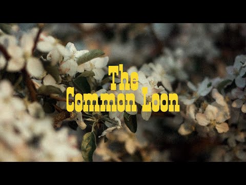 Behind the Song: The Common Loon