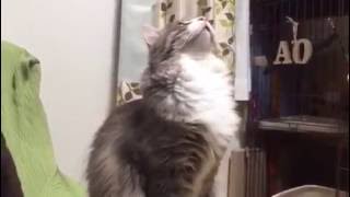 極限まで瞳孔を狭める猫 ノルウェージャンフォレストキャット Cat, narrowing the pupil to the limit. Norwegian Forest Cat.
